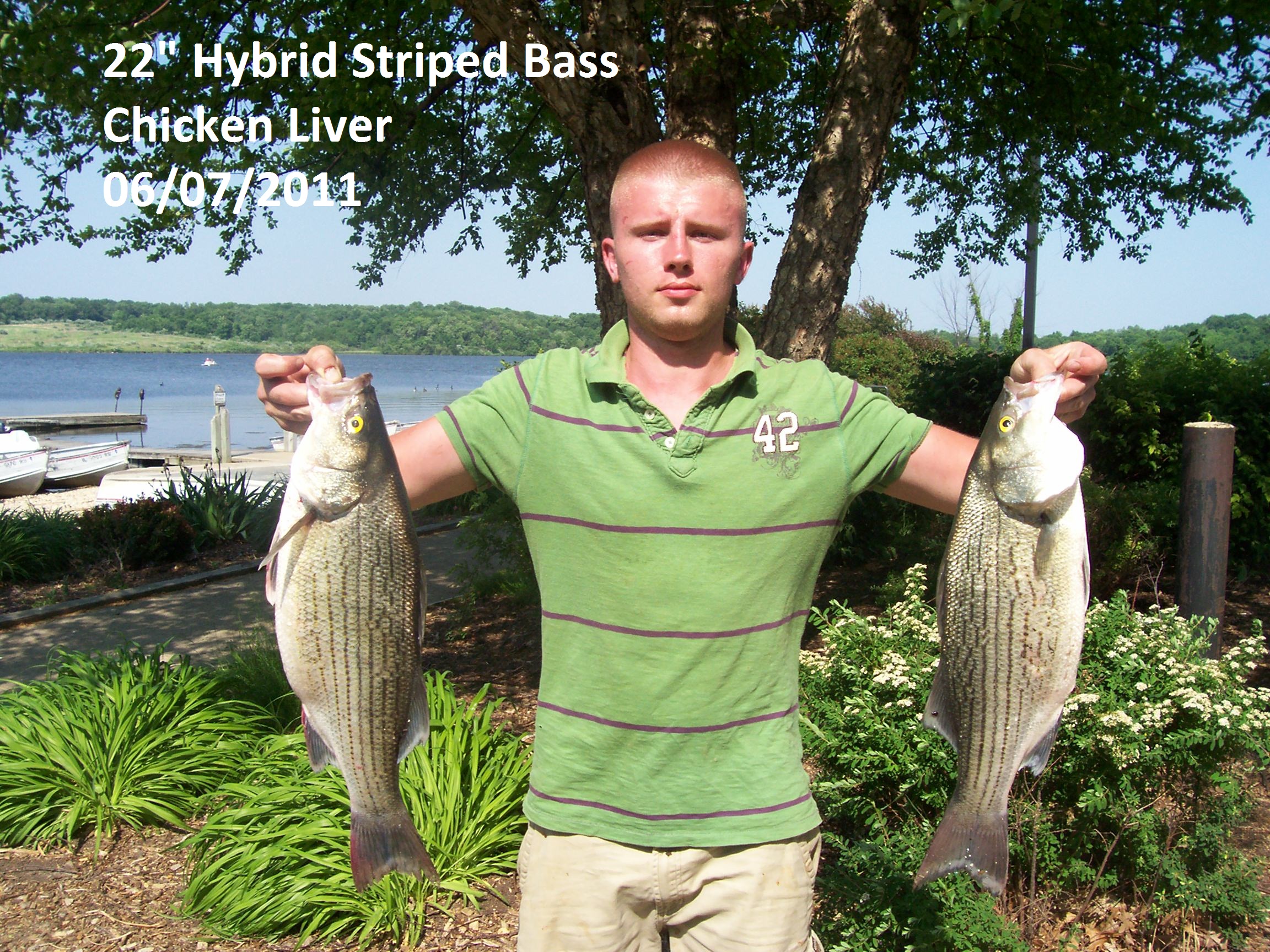 Hyrbid Stripers Are Biting!! – Shabbona Lake State Park