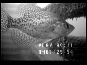 2003 Crappie 4