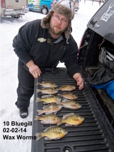 Bluegill1